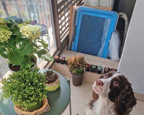 赤楠喜阴还是喜阳？如何正确养护赤楠植物？