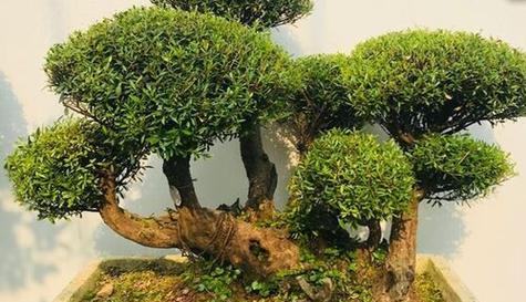 赤楠喜阴还是喜阳？如何正确养护赤楠植物？