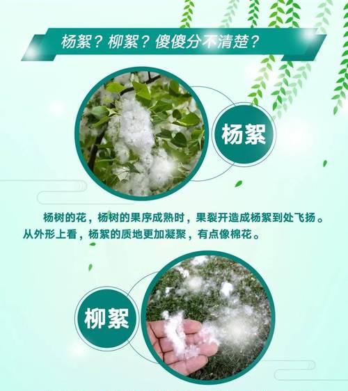 赤楠下山桩怎么种？栽种过程中需要注意哪些事项？