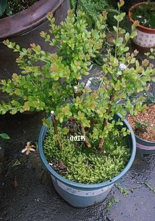 赤楠叶子一碰就掉怎么办？如何防止赤楠叶子脱落？