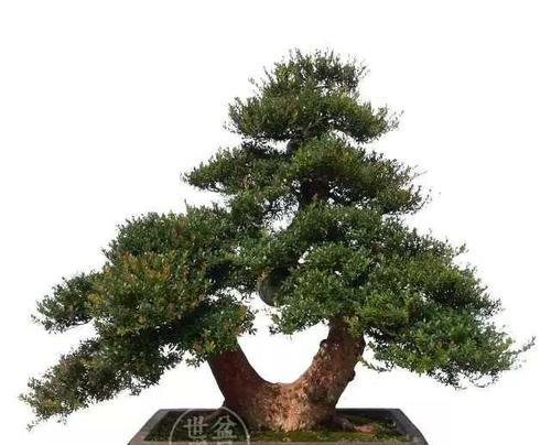 赤楠修剪方法有哪些？如何正确修剪赤楠？