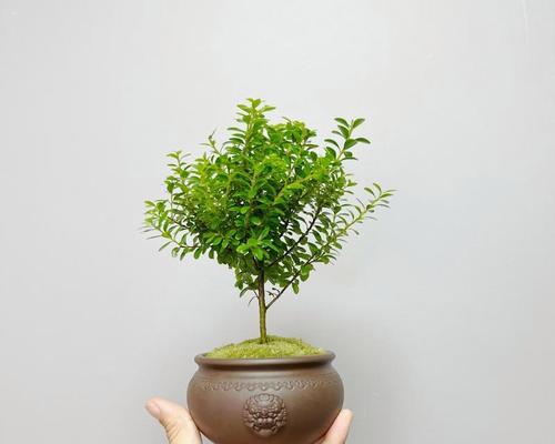 赤楠怎么养殖方法？有哪些注意事项？