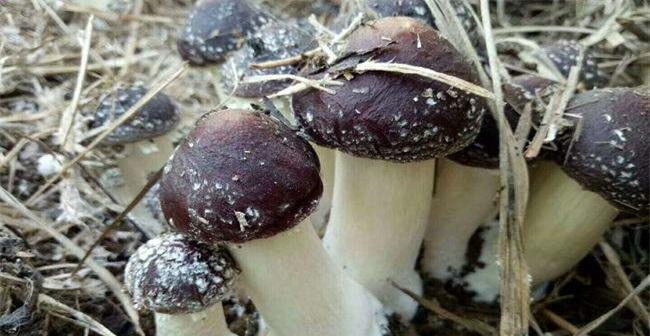 赤松茸最佳种植时间是什么时候？种植赤松茸需要注意哪些问题？