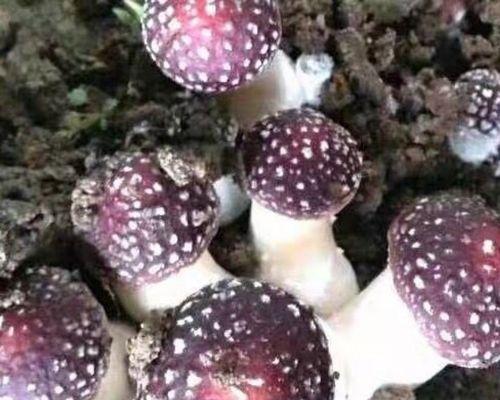 赤松茸最佳种植时间是什么时候？种植赤松茸需要注意哪些问题？