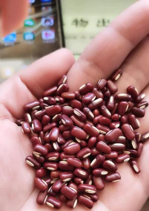 赤小豆亩产量多少斤？如何提高赤小豆的产量？