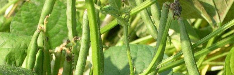 赤小豆不开花是什么原因？如何解决赤小豆不开花的问题？