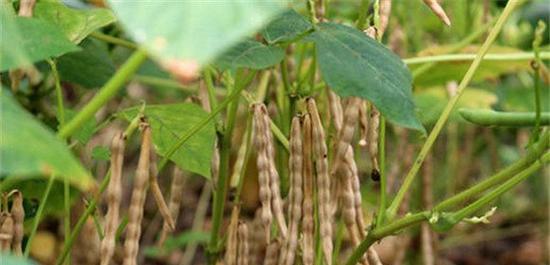 赤小豆什么时候种植最好？种植方法有哪些常见问题？