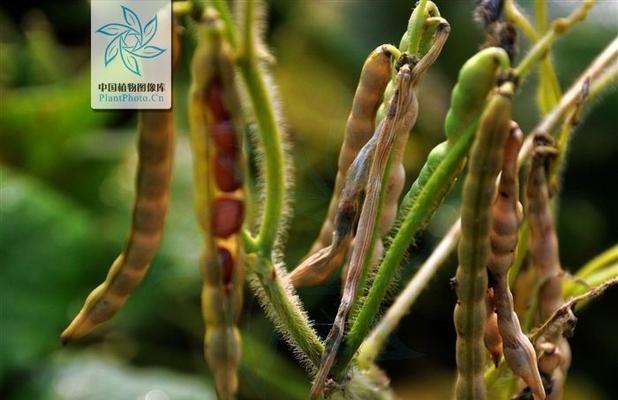 赤小豆什么时候种植最好？种植方法有哪些常见问题？