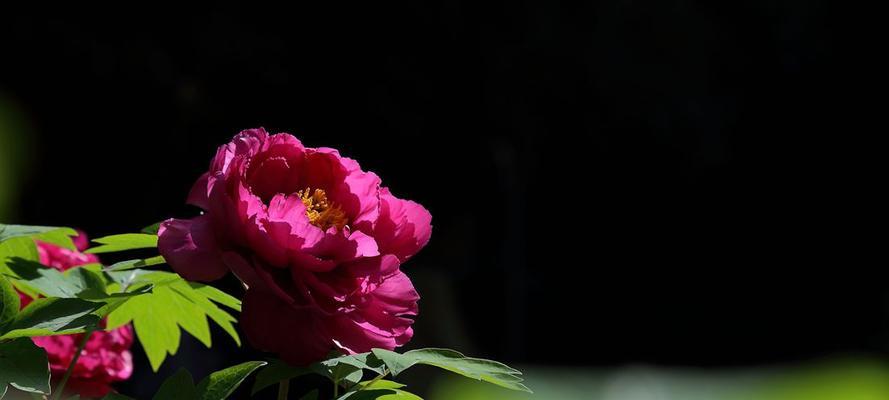 拍摄牡丹花怎么调焦距视频讲解
