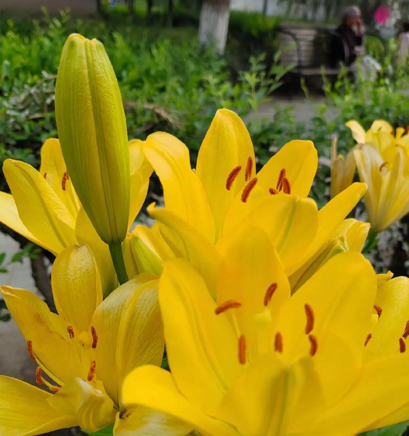 21朵玫瑰花3朵百合花视频