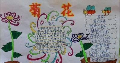 采完菊花的感想怎么写一年级简单