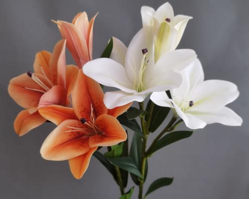 21朵玫瑰花3朵百合花图片对比