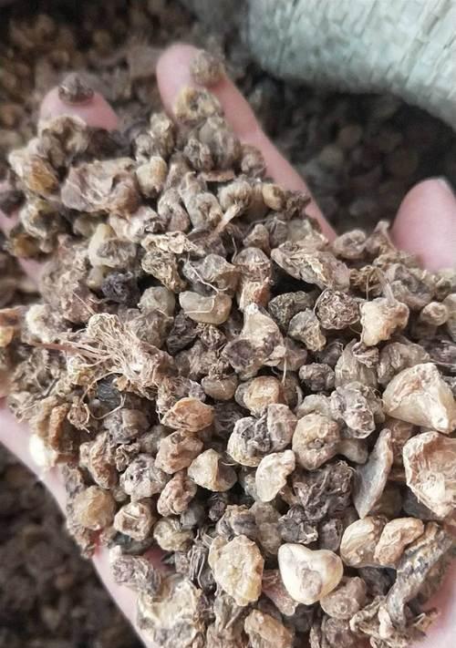 有关中药菊花的记录