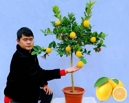 盆栽柠檬一般什么时候结果子最好