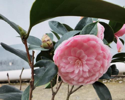 月季花嫁接茶花会发生什么状况