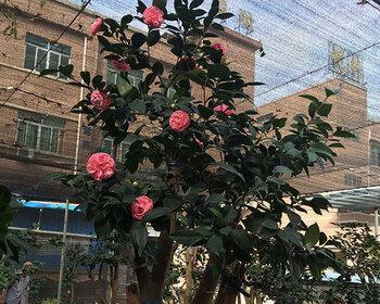 月季花嫁接茶花会发生什么状况
