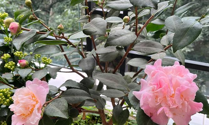月季花嫁接茶花会发生什么状况