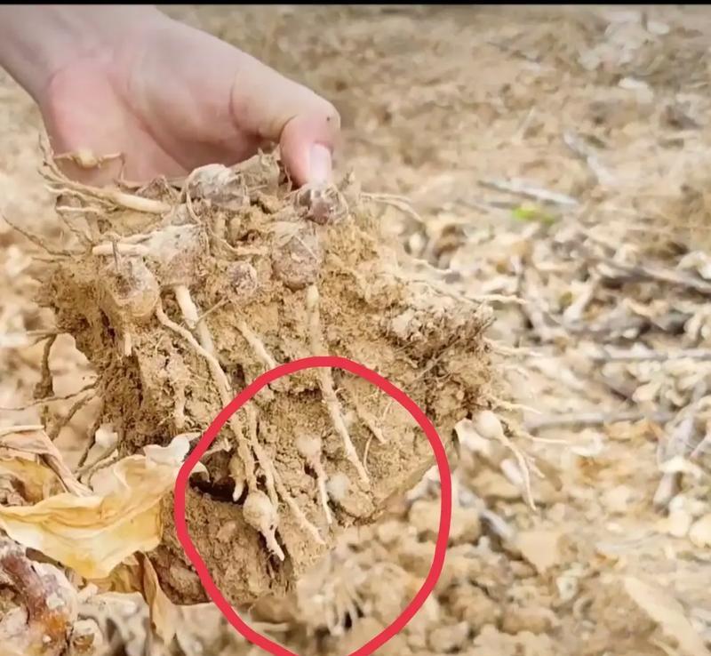 盆栽有根结线虫