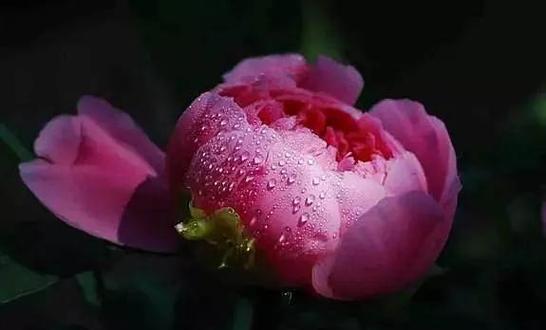 拍牡丹花该怎么拍照比较好