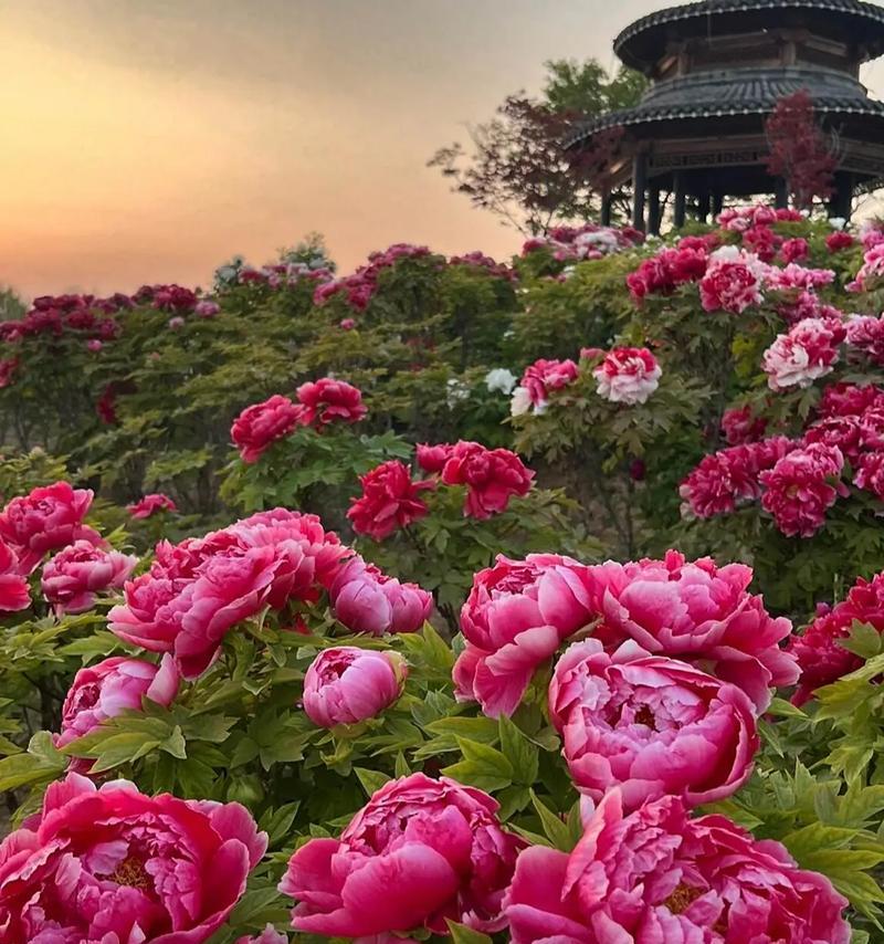 拍牡丹花该怎么拍照比较好