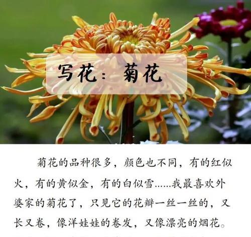 写菊花的万能开头和结尾怎么写的啊