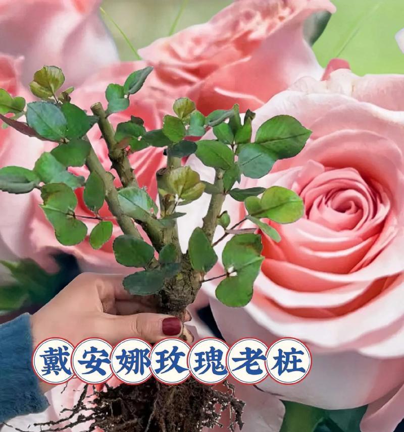 戴安娜玫瑰和什么搭配插花
