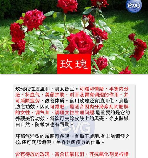 食用玫瑰的功效和作用有哪些