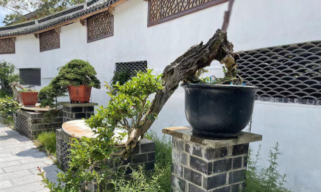 100平米院子盆景图片大全大图简单