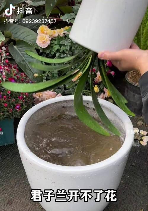 兽用骨粉可以养花吗视频教学全集