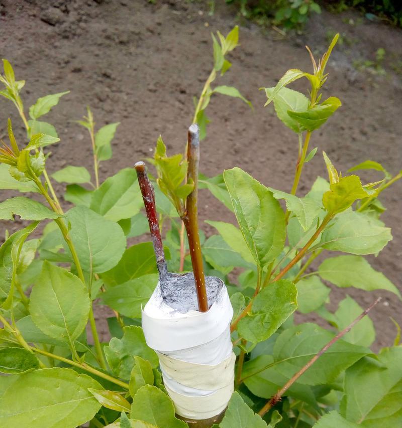 盆栽树状月季小苗用什么砧木嫁接最好