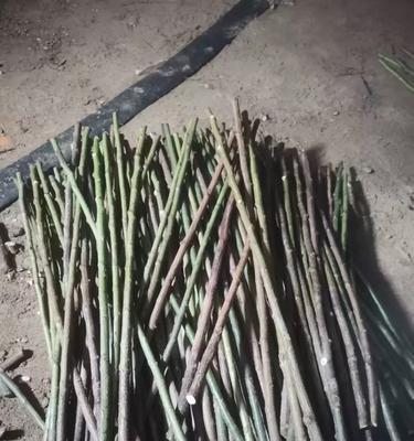 盆栽树状月季小苗用什么砧木嫁接最好