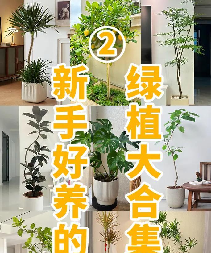 室内盆栽柠檬树如何养护和管理方法