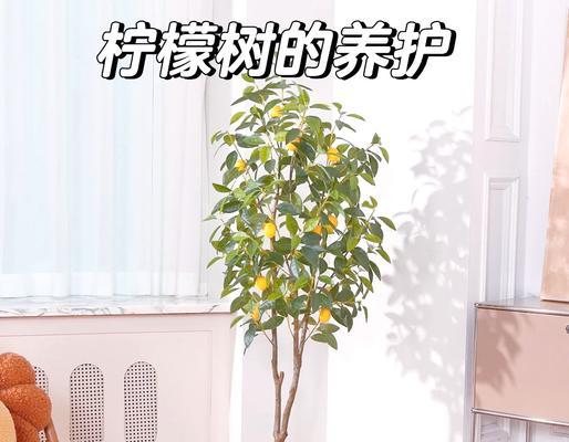 室内盆栽柠檬树如何养护和管理方法