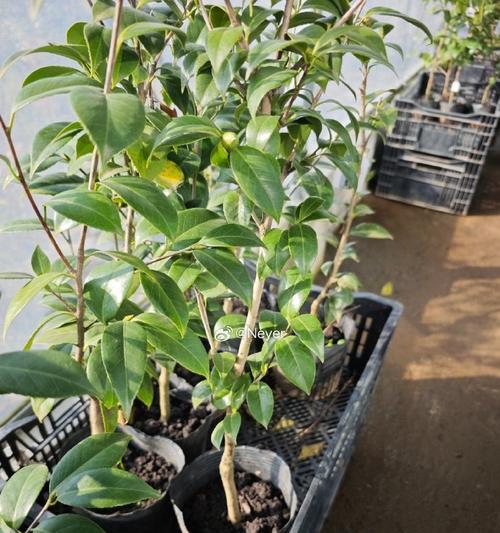 茶花和月季嫁接