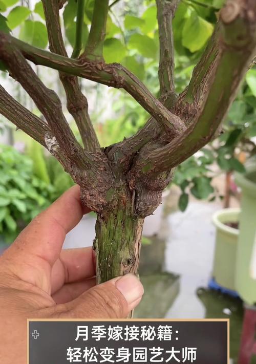 茶花和月季嫁接