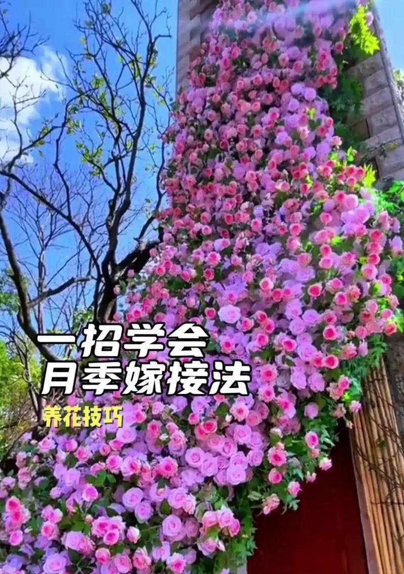 茶花和月季嫁接
