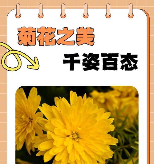 如何形容最爱的菊花？