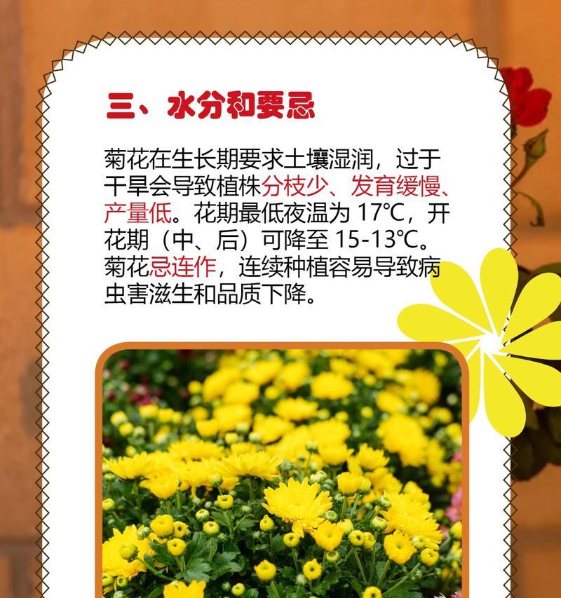 如何形容最爱的菊花？