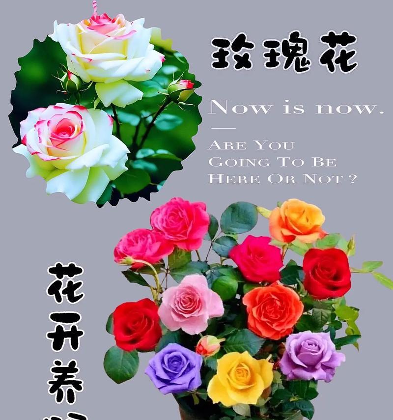 两支红玫瑰花寓意何在？它们的花语是什么？