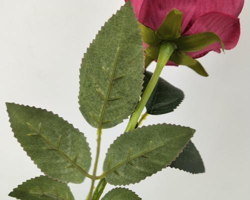 紫玫瑰英文名怎么写好看的寓意？