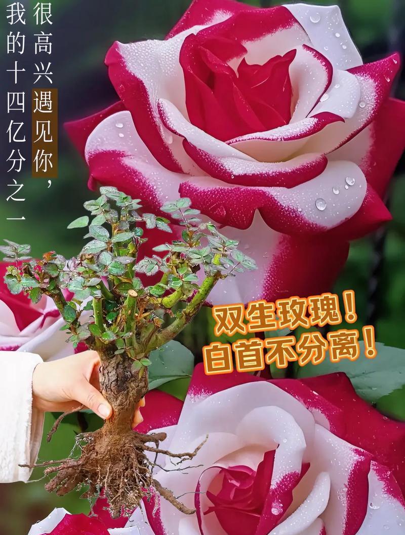 十朵玫瑰和五朵百合的寓意是什么？象征着什么含义？