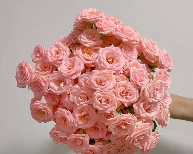 12朵粉色玫瑰传递了哪些情感给闺蜜？送花时应注意什么？