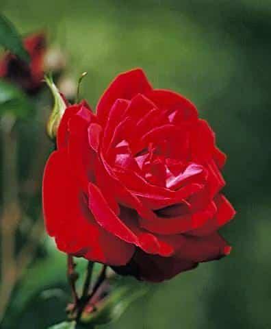 3268朵玫瑰花代表什么？