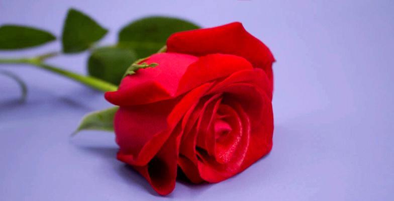 5朵玫瑰花的象征意义是什么？