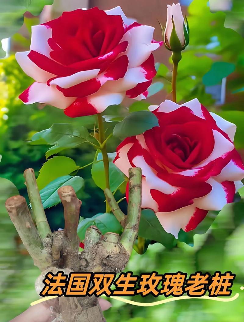 七朵玫瑰加两朵百合的寓意是什么？含义有何特别？