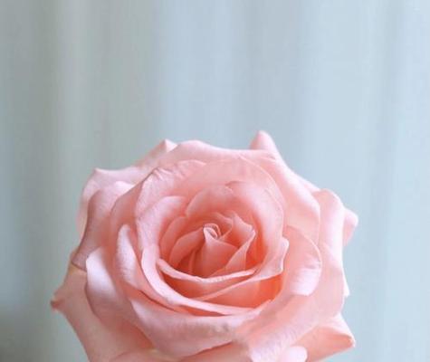 398朵玫瑰花的含义是什么？它们代表什么意义？