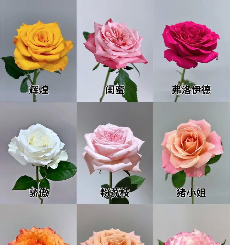 700朵玫瑰花代表什么含义？