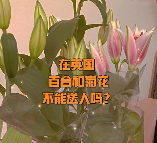 3268朵玫瑰花是什么意思啊英文翻译？十朵玫瑰五朵百合寓意又是什么？