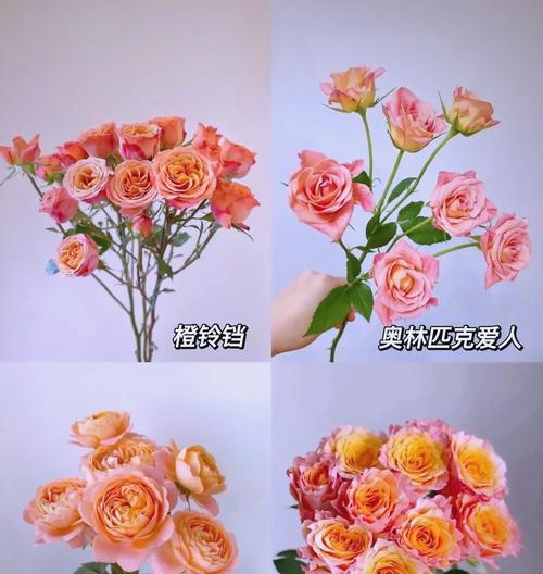 24只玫瑰在英语中的代表意义是什么？