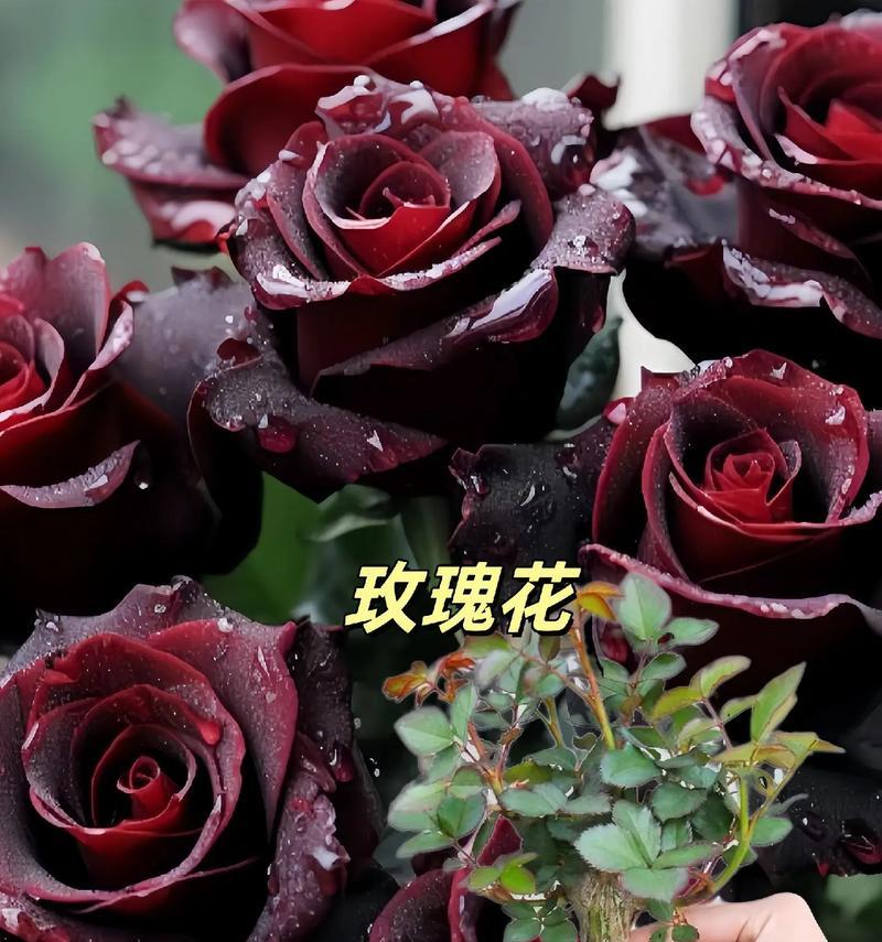 46朵玫瑰花的花语是什么？送46朵玫瑰花有何特殊含义？
